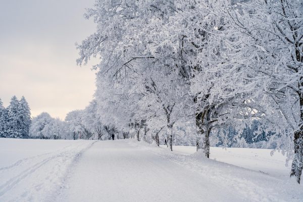 Pokryta śniegiem ścieżka otoczona drzewami z gałęziami pokrytymi ciężkim śniegiem. Krajobraz rozciąga się w oddali pod zachmurzonym niebem, tworząc spokojną zimową scenę.